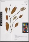 Foto von Salix cinerea L.